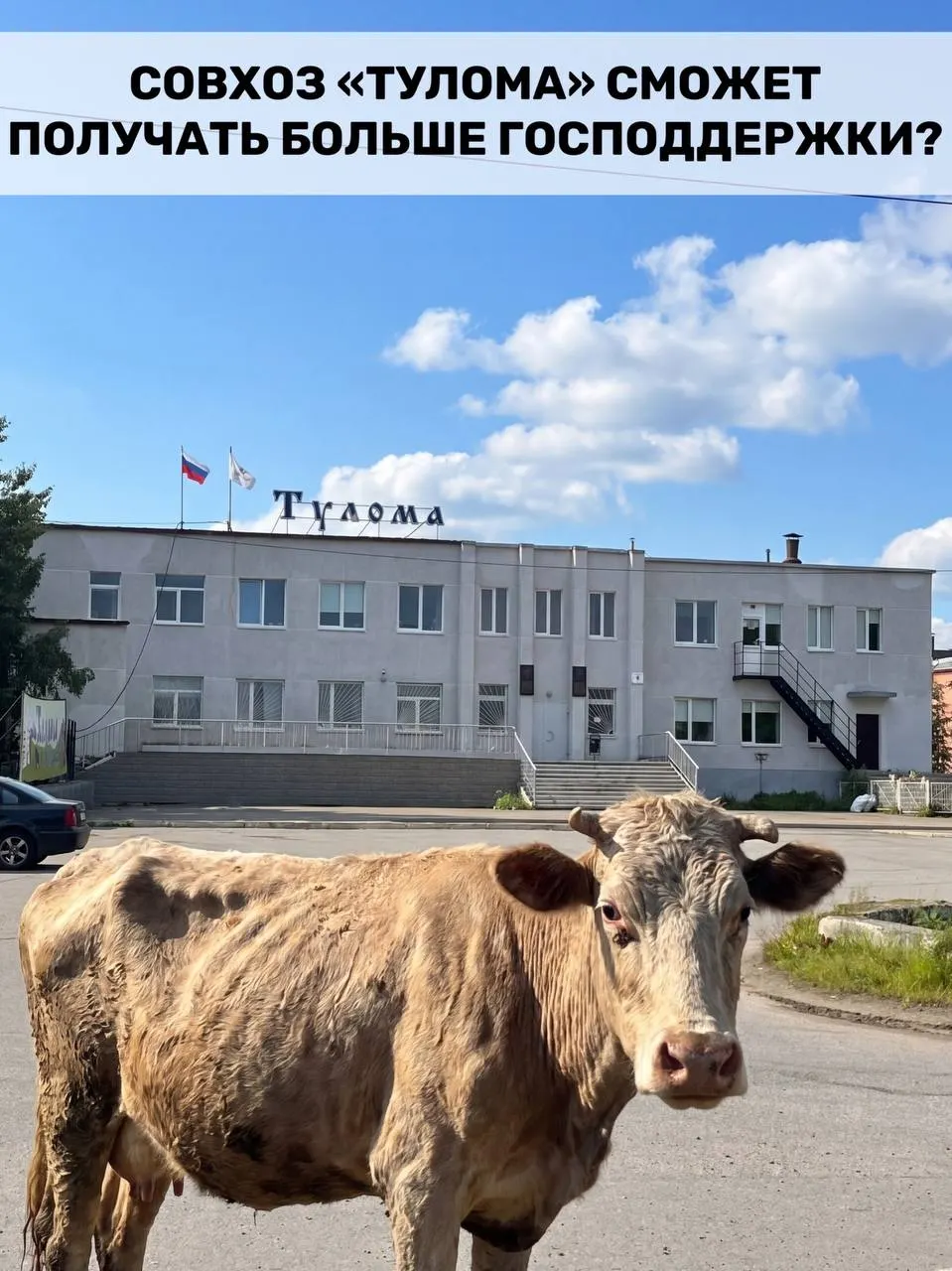 Правила получения федеральных субсидий для молочных хозяйств расширили: теперь помощь доступна и предприятиям с долей государства или муниципалитета более 25%. Для Мурманской области это важно, но часть ферм жалуется на критическое состояние и опасается потерять поголовье.