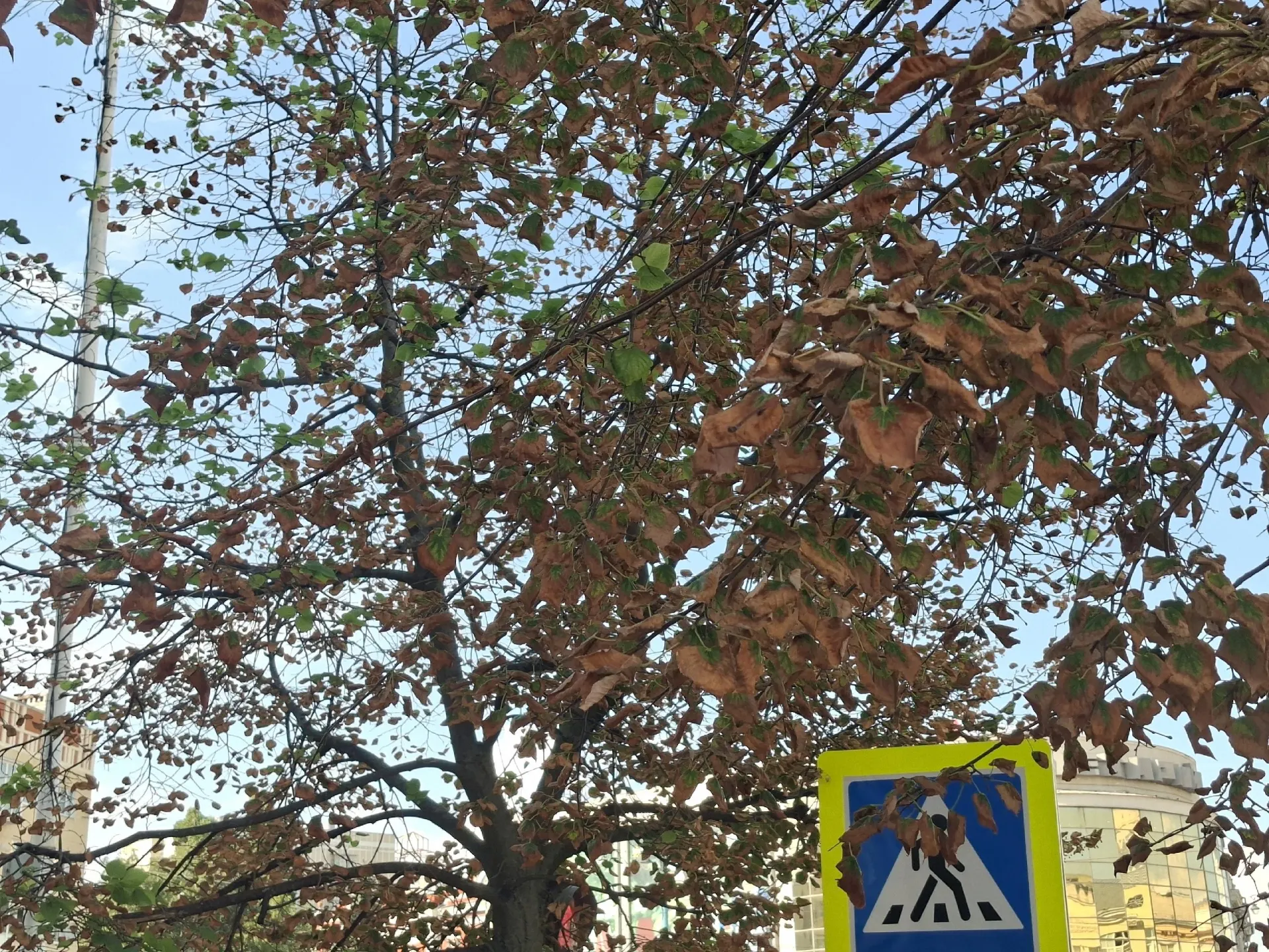 Жители заметили усыхающие деревья у «Утюжка» в центре Воронежа: на фото видны мертвые ветки и побелевшие кроны. Люди просят проверить состояние зелёных насаждений.