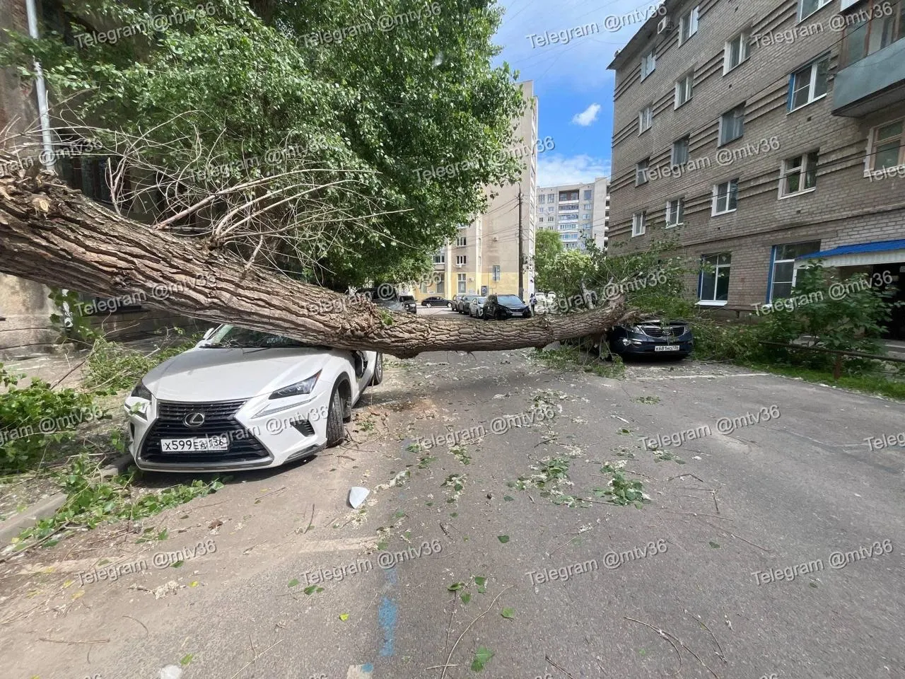 26 мая во дворе дома на улице Куцыгина упавшее дерево повредило две иностранные машины; люди не пострадали.