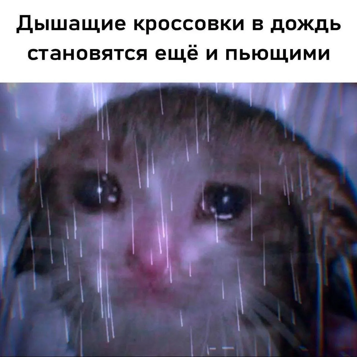 Среднемесячная температура в июне около +19 °C, средний дневной максимум примерно +25 °C. Осадков прогнозируют около 90% месячной нормы.