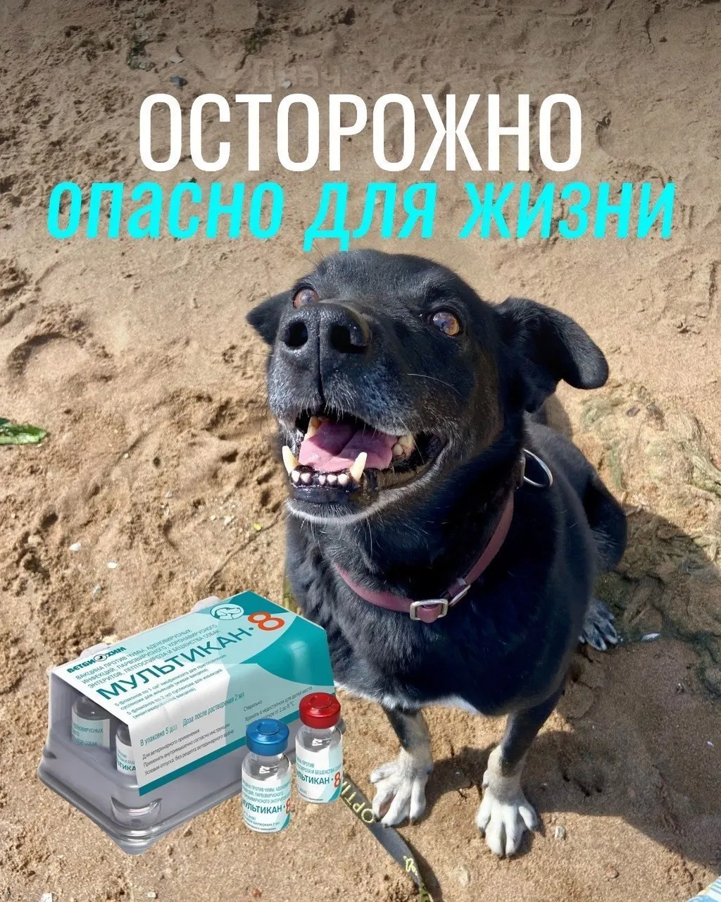 Владельцы жалуются на тяжёлые реакции у питомцев после прививки. Официальные результаты пока не подтверждают связь с вакциной, идёт проверка.