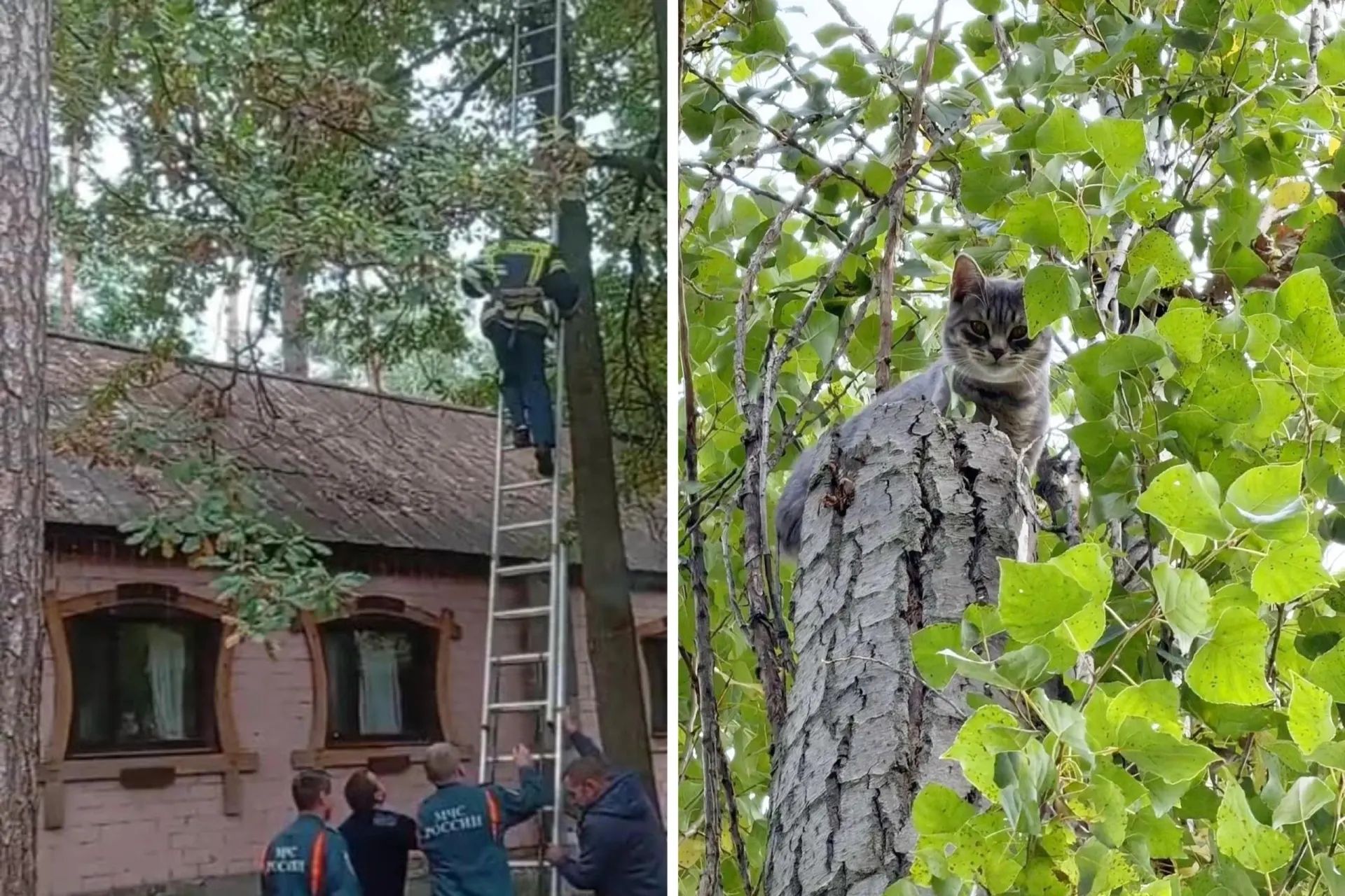 В&nbsp;Воронеже спасли двух котов, просидевших на&nbsp;деревьях несколько дней