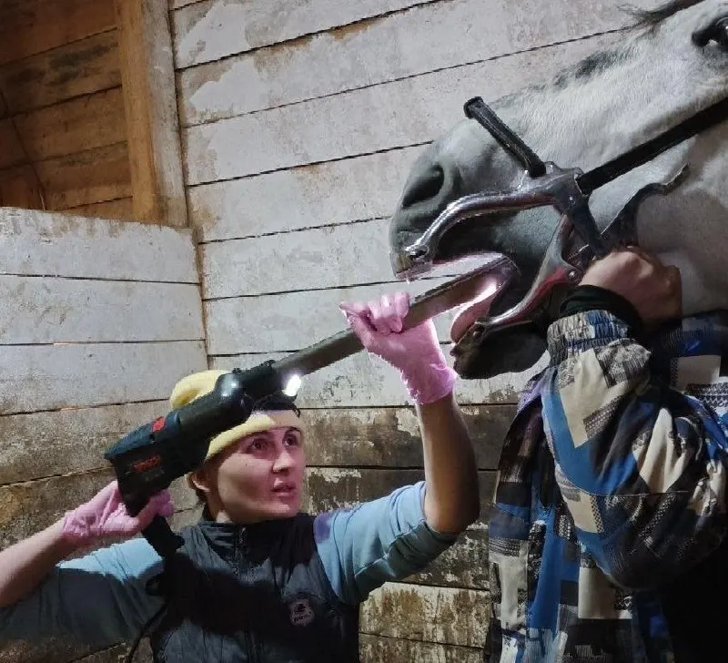 Конный стоматолог объясняет уход за зубами лошадей и стоимость связанных процедур.